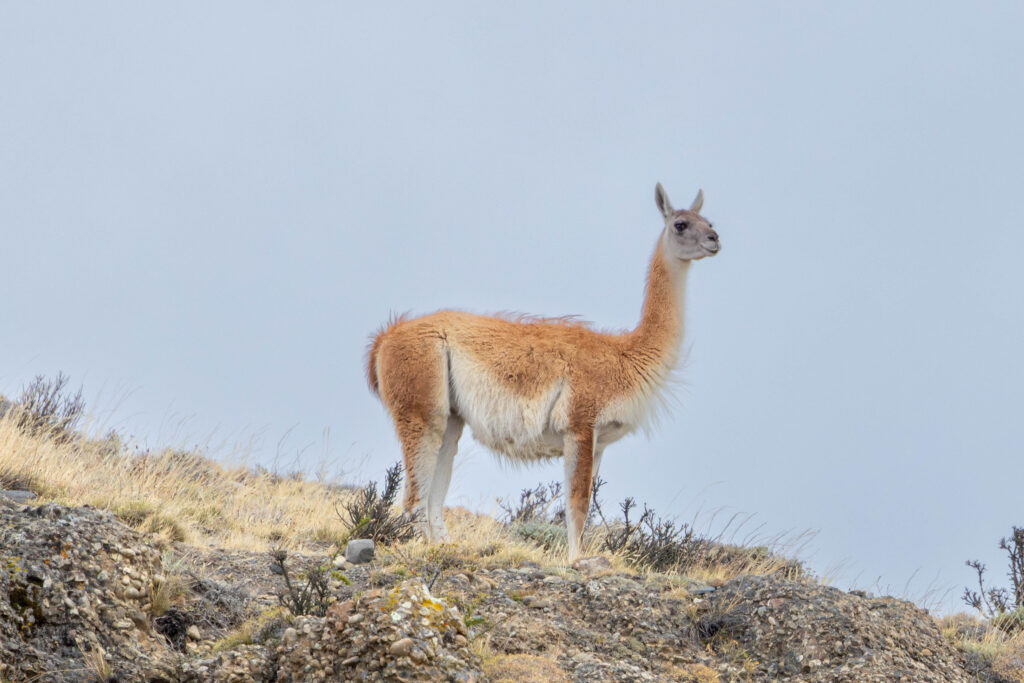The guard Guanaco