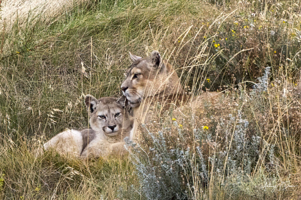 Dania and one cub