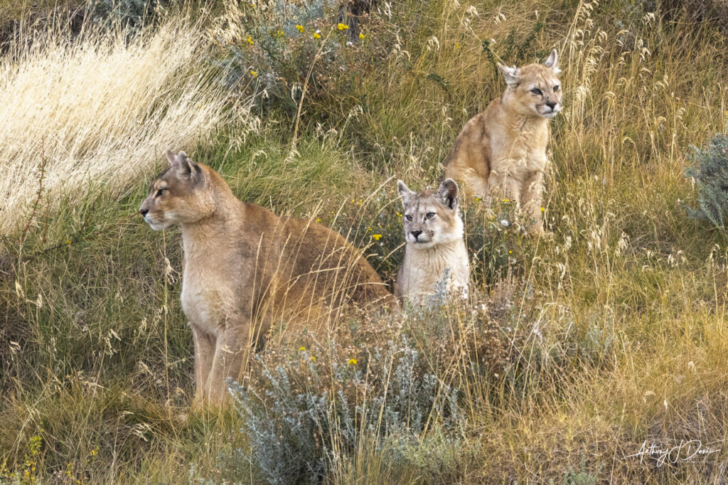 Dania and her cubs