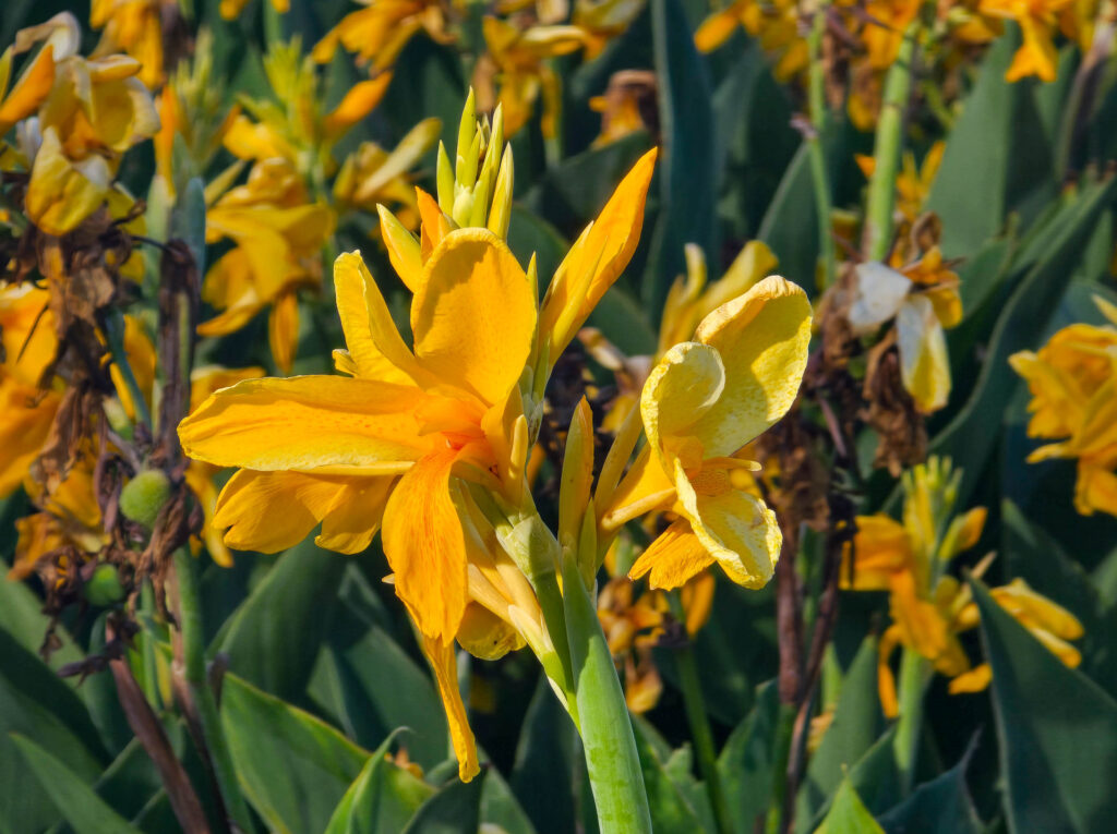 One flower species from Sydney Botanic Gardens