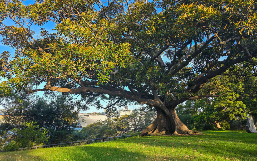 Sydney Botanic Gardens