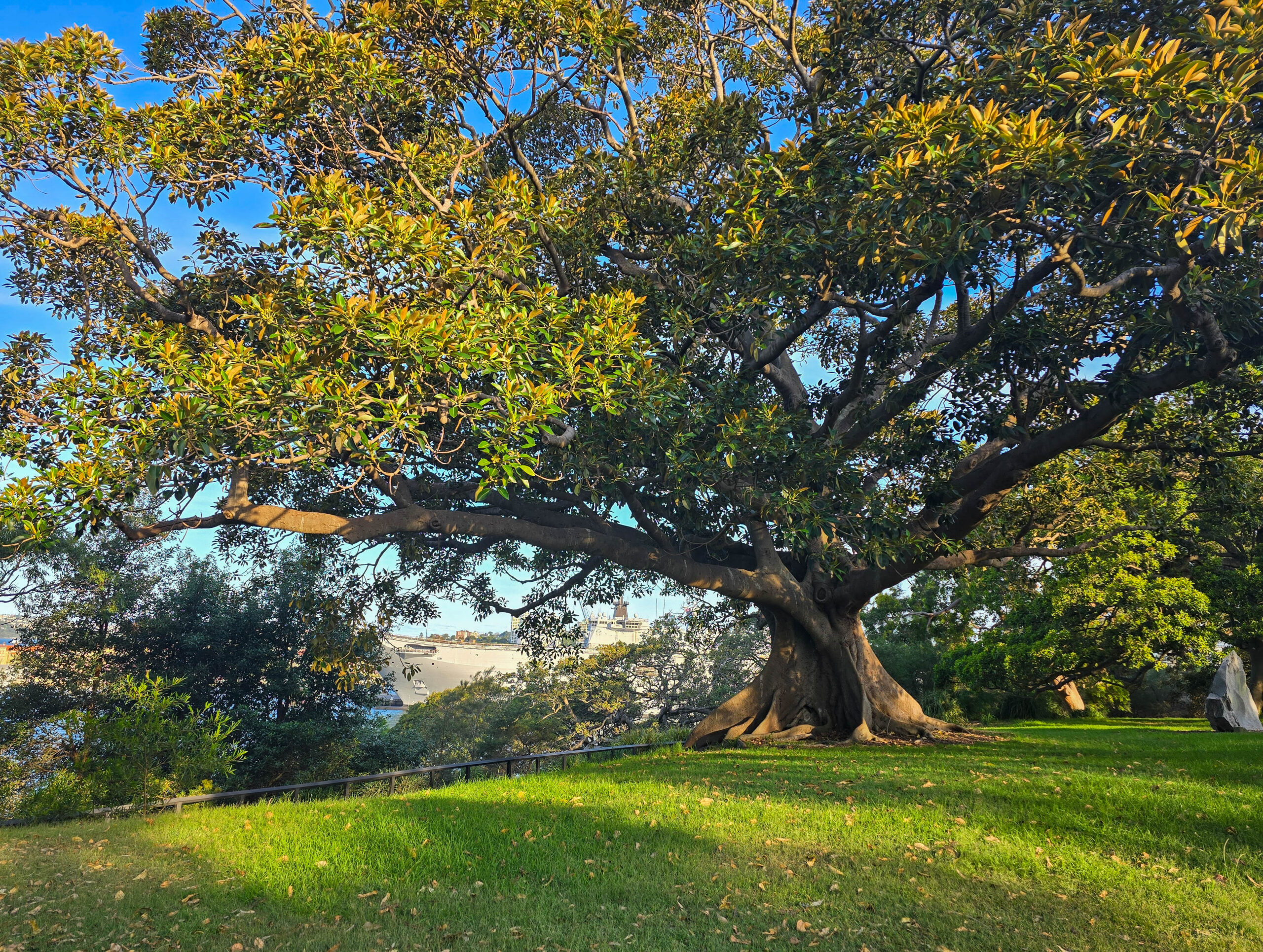 Tree in Sydney Botanic Gardens