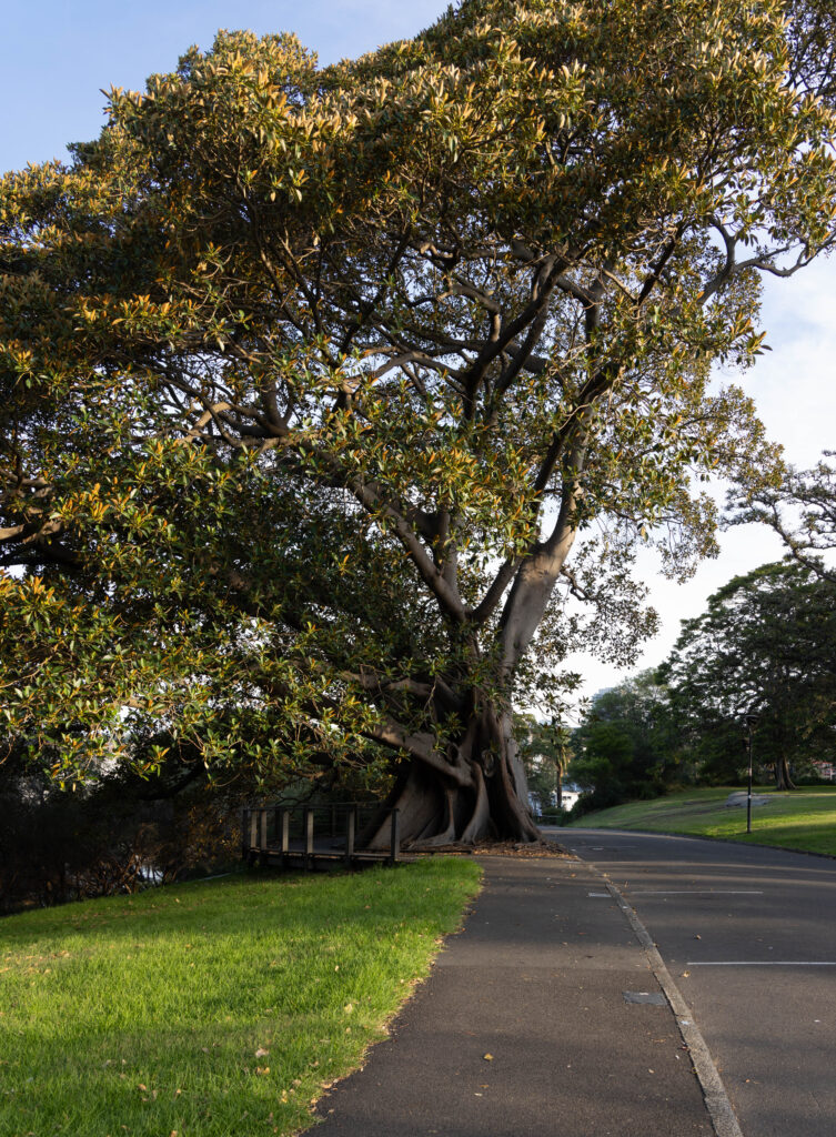 Tree on walking trail in Sydney Botanic Gardens