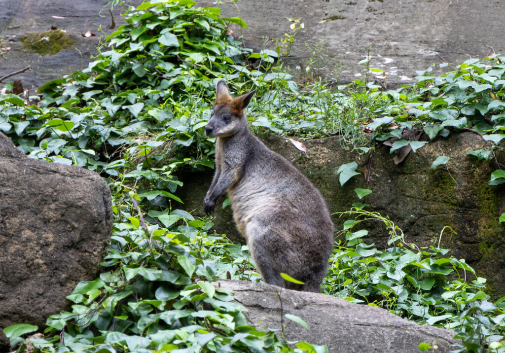 Australian Wallabee in Blackbutt Nature Reserve