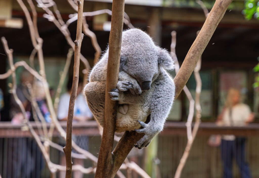 Koala in Blackbutt Nature Reserve