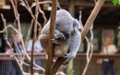 Blackbutt Nature Reserve – Newcastle Australia