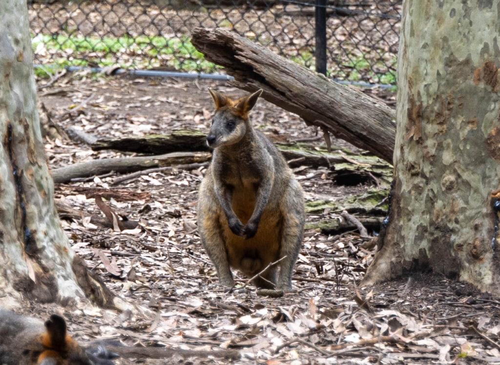 Australian Kangaroo in Blackbutt Nature Reserve