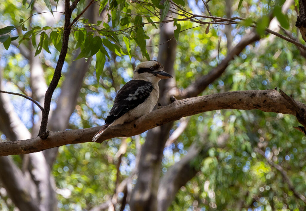 Laughing Kookaburra on trails in Blackbutt Nature Reserve