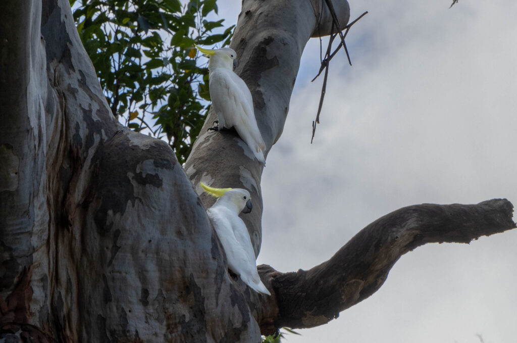 Sulphur-crested Cockatoos on trails in Blackbutt Nature Reserve