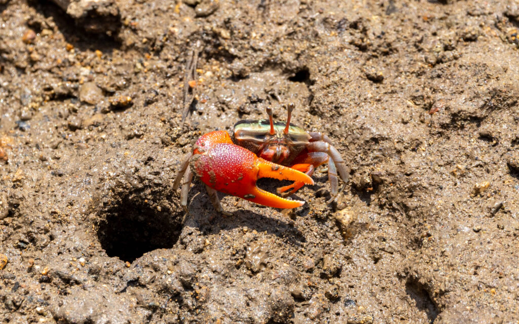 Fiddler Crab in Komodo National Park