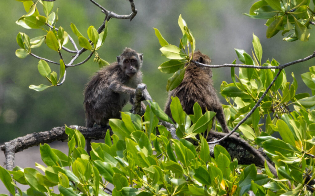 Long-tailed Macaque in Komodo National Park