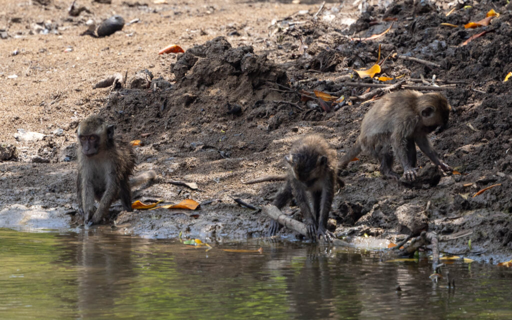 Long-tailed Macaques looking for crabs