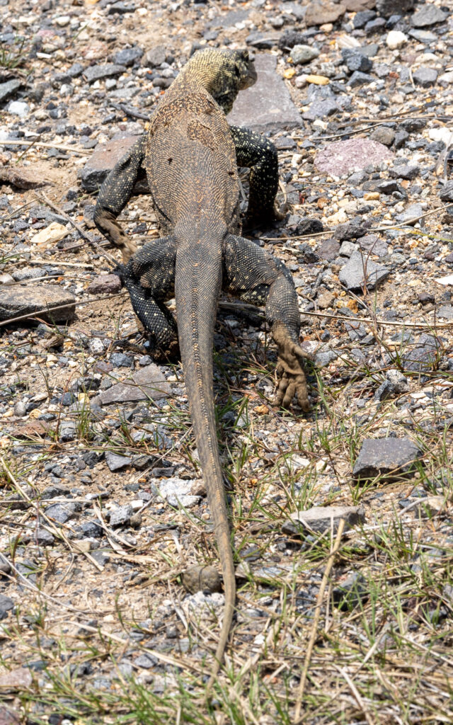 Young Komodo Dragon