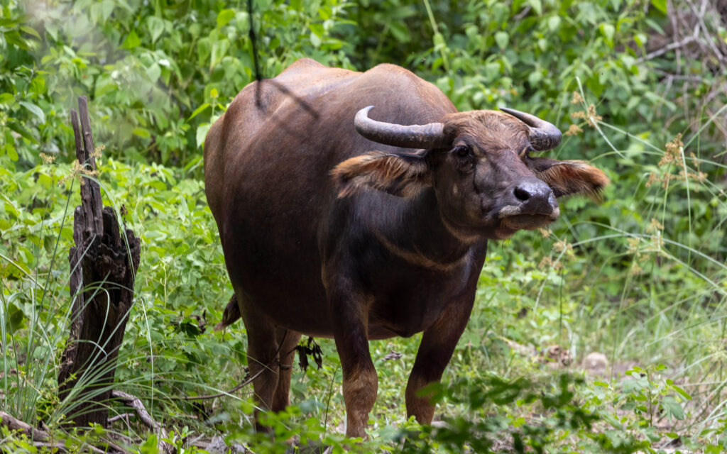 Water Buffalo in Komodo National Park