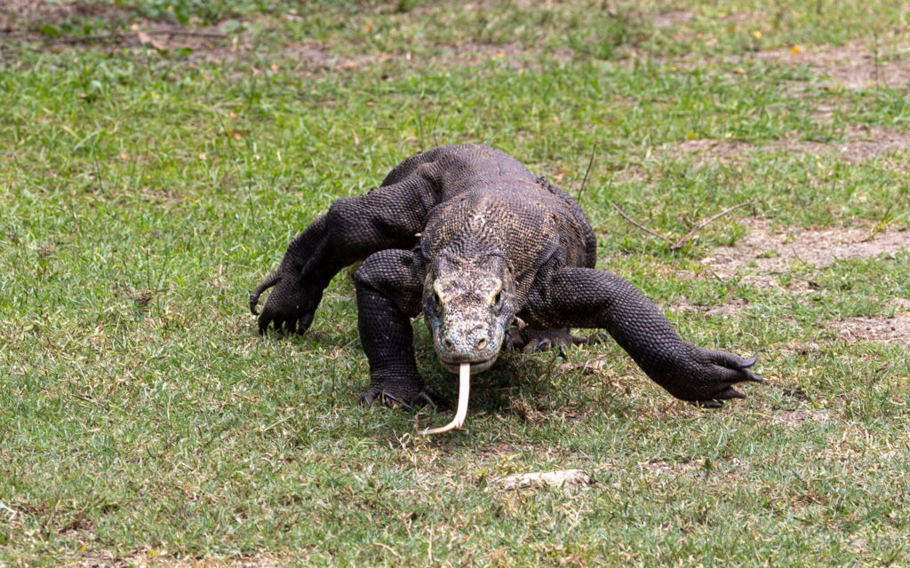 Male Komodo Dragon investigating our group