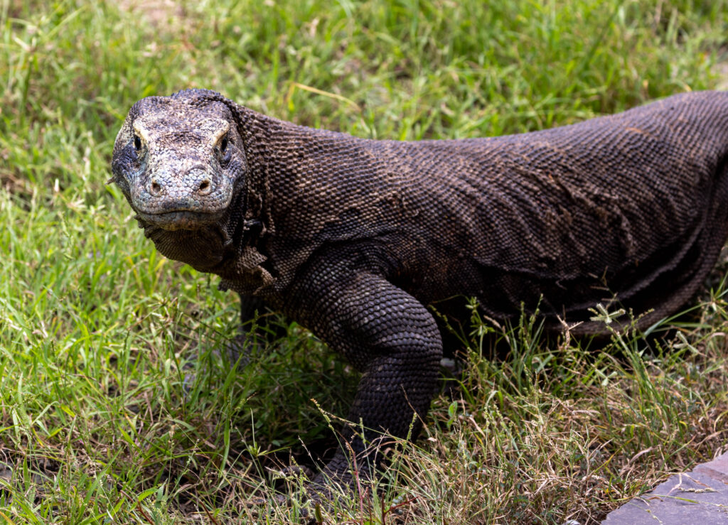 Female Komodo Dragon