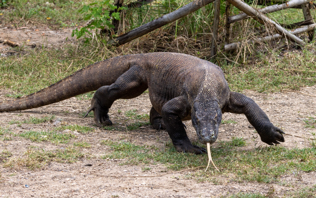 Male Komodo Dragon checking us out