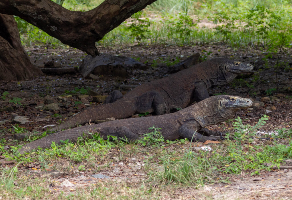 Male and female Komodo Dragons in Komodo National Park