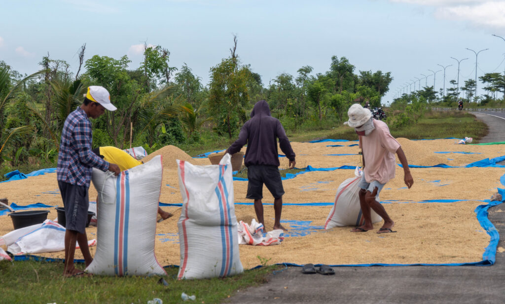 Lombok Island rice farmers