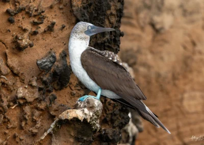 Blue-footed booby perched on a rocky cliff, showing blue feet and gray-brown wings against a rugged stone wall on the coast.