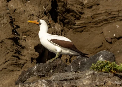 Nazca Booby standing on rocky ledge with brown cliff background, orange beak and black facial markings visible.
