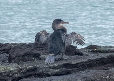 Flightless Cormorant drying its wings on dark rocky shore with blue ocean in the background