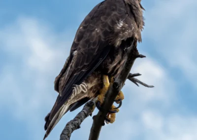 Galapagos Hawk perched on a bare branch against a blue sky with white clouds, showing a sharp hooked beak and yellow feet.