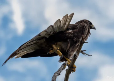 Galapagos Hawk perched on a branch with wings partly spread against a blue sky backdrop.