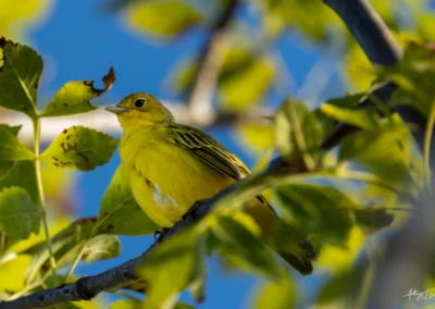 Yellow Warbler perched on a branch among green leaves with a blue sky in the background.