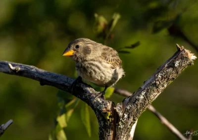 Darwin's Finch with a yellow-orange beak perched on a weathered branch, against a green, out-of-focus background.