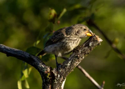 Darwin's Finch perched on a rough branch with its beak open, in a sunlit green background.