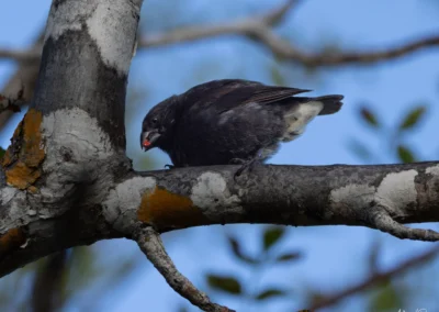 Male Darwin's Finch perched on a lichen-covered branch against a blue sky background.