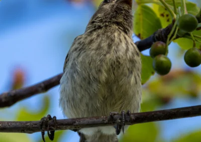 Darwin's Finch perched on a branch, reaching for a bright red berry among green leaves and blue sky behind.
