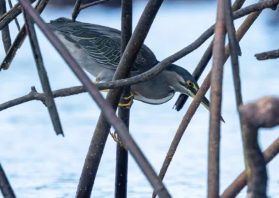 A Lava Heron is perched among tangled mangrove branches over blue water.