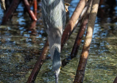 Lava Heron perched among mangrove roots, dipping its long beak into shallow water to fish