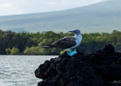 Blue-footed booby perched on dark volcanic rocks by the water with a forested shoreline in the distance.