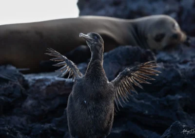 Flightless Comorant with wings spread wide on dark rocky terrain, adult penguin resting in the background