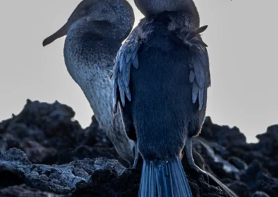 Two Flightless Cormorants perched on dark volcanic rocks, facing opposite directions.