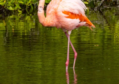 Pink flamingo standing in shallow water with one leg raised, orange-pink feathers and a curved black beak, green foliage in the background.