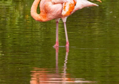 An American Flamingo standing in shallow green water, head curved downward with a black-tipped beak and reflection in the water
