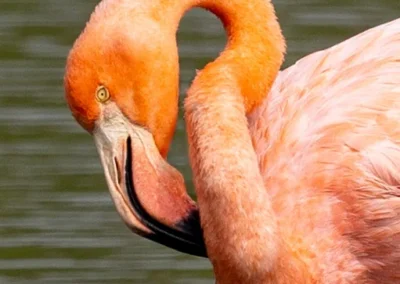 Close-up of an American (or Caribbean) Flamingo with a curved neck preening its beak by calm water