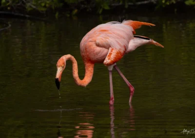 An American Flamingo with curved neck feeding in dark greenwater, pink plumage and long pink legs visible by a pond edge.
