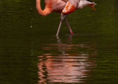 Pink flamingo standing in shallow water, water dripping from its curved beak as it feeds or preens.