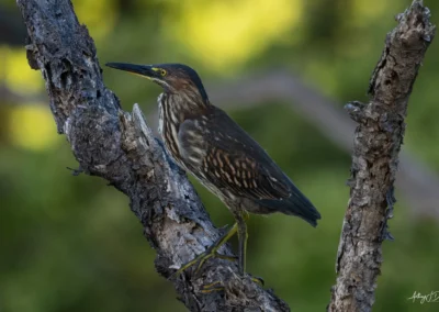A Lava Heron perched on a rough tree branch, showing brown streaks on the chest and a long dark bill.