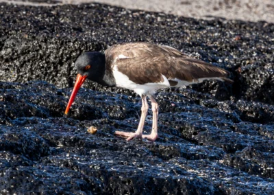 Oystercatcher standing on dark rocky shore, black head, orange-red bill, pink legs and white belly.