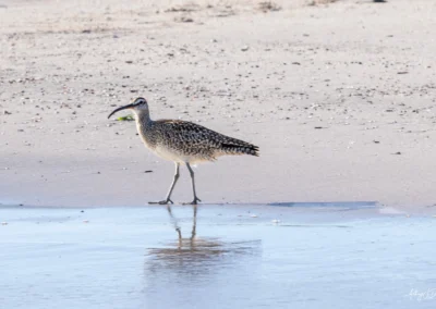 A Hudson Whimbrel standing on wet sand near calm water, beak curved downward and reflection visible in the shallow pool