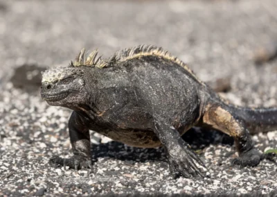Close-up of a Galapagos Marine Iguana lizard standing on lava rock and gravel, textured skin and spiky dorsal crest visible