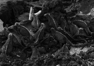 Close-up of a dense tangle of Galapagos Marine Iguanas emerging from rocky ground.
