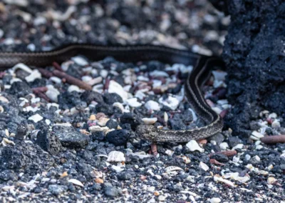 A small Galapagos Racer snake slithering over dark volcanic rock and scattered beach pebbles and shells.