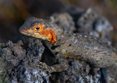 Female Galapagos Lava Lizard perched on rough volcanic rock with orange throat markings and textured gray-brown skin.